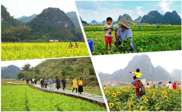 菜篮子里的新风景 罗定基地每日供湾区35万市民新鲜蔬菜，兼筑休闲观光新地标